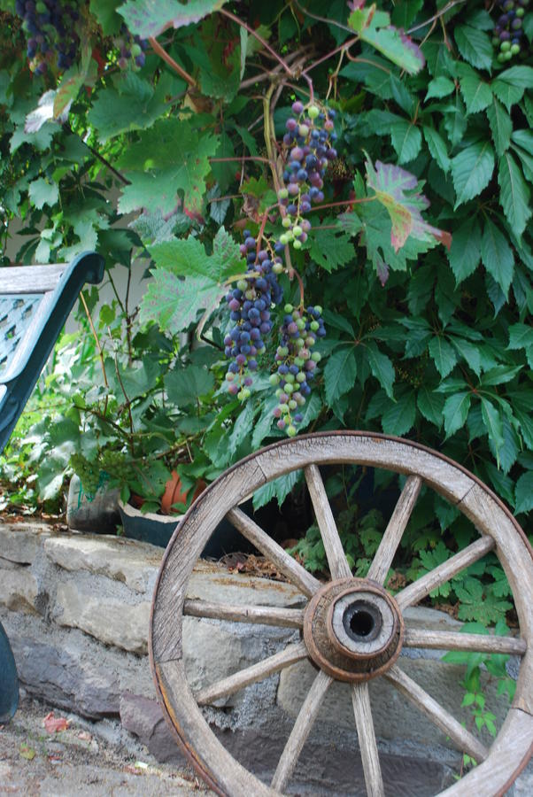 ホテル Zehnthof Geldersheim エクステリア 写真